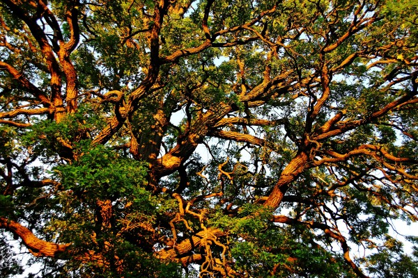 Sunset Oak by Deb Oppermann